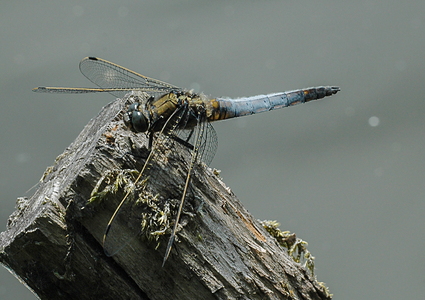 Stor blåpil (Orthetrum cancellatum)