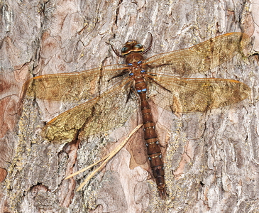 Brun Mosaikguldsmed (Aeshna grandis)