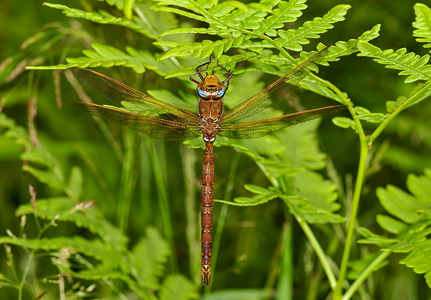 Brun Mosaikguldsmed (Aeshna grandis)
