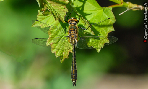 Grøn Smaragdlibel (Cordulia aenea)