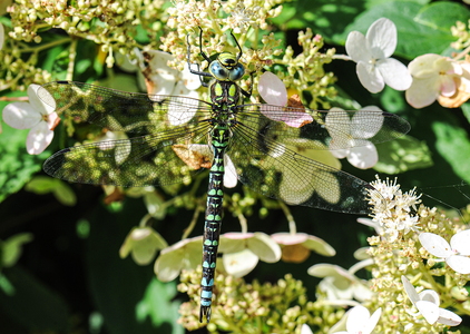 Blå Mosaikguldsmed (Aeshna cyanea)