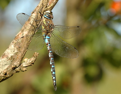 Efterårs-Mosaikguldsmed (Aeshna mixta)