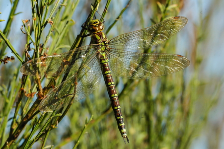 Blå Mosaikguldsmed (Aeshna cyanea)