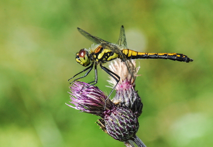 Sort hedelibel (Sympetrum danae)