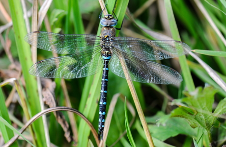 Efterårs-Mosaikguldsmed (Aeshna mixta)