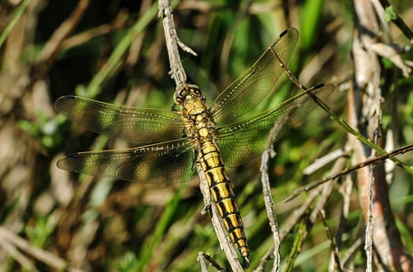 Stor blåpil (Orthetrum cancellatum)