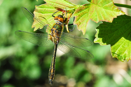 Grøn Smaragdlibel (Cordulia aenea)