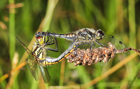 Sort hedelibel (Sympetrum danae)