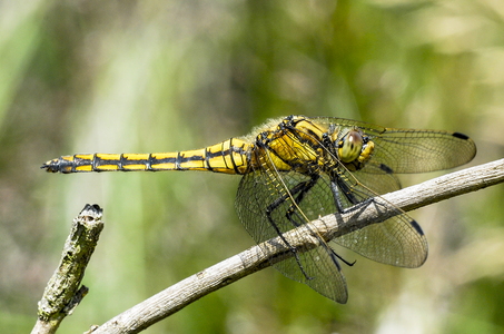 Stor blåpil (Orthetrum cancellatum)