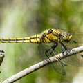 Stor blåpil (Orthetrum cancellatum)