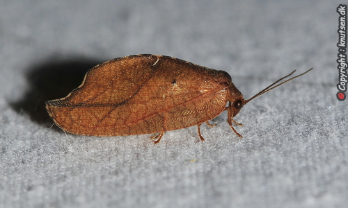 Det Visne Blad (Drepanepteryx phalaenoides)
