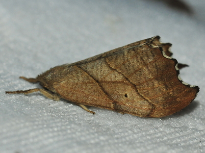 Det visne Blad (Drepanepteryx phalaenoides)