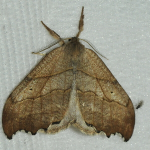 Natsommerfugle, Blandede