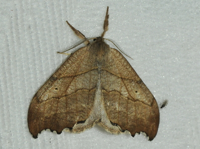 Det visne Blad (Drepanepteryx phalaenoides)