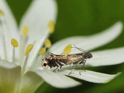 Hundegræsmøl (Glyphipterix simpliciella)  