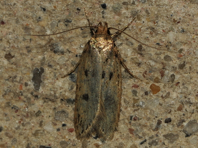 Frømøl (Hofmannophila pseudospretella)