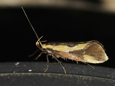 Kæmpeprydvinge   (Harpella forficella)