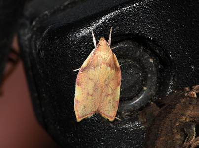 Ege-prydvinge (Carcina quercana)