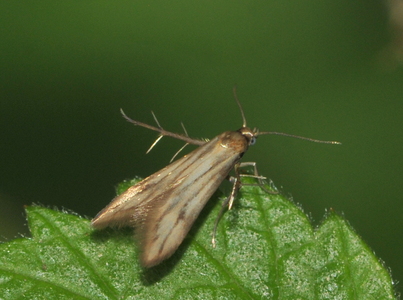 Schreckensteinia festaliella