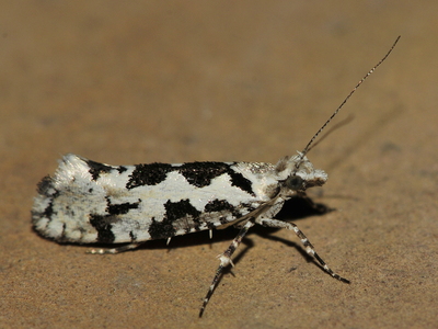 Ahornmøl (Ypsolopha sequella)