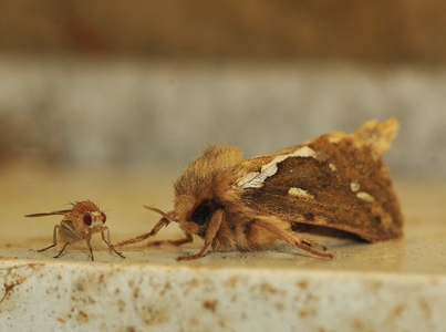 Konvalæder (Korscheltellus lupulina)