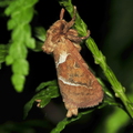 Skræpperodæder (Triodia sylvina)