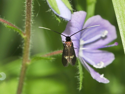Ærenprislanghornsmøl (Cauchas fibulella)
