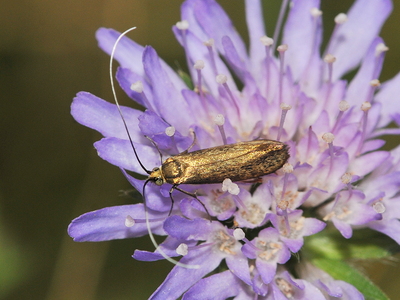 Blåhat-Langhornsmøl (Nemophora metallica)