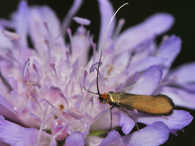 Blåhat-Langhornsmøl (Nemophora metallica)