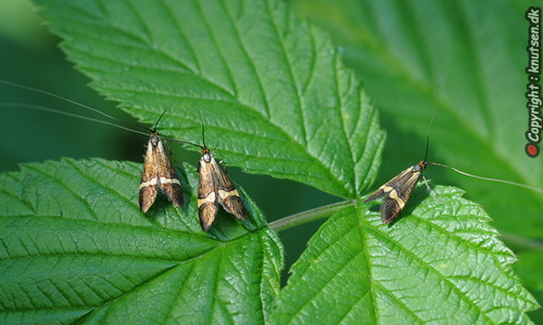 Løvskovslanghornsmøl (Nemophora degeerella)