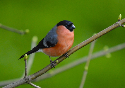 Dompap (Pyrrhula pyrrhula)