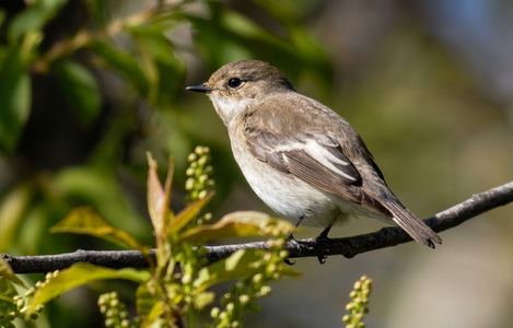 Broget Fluesnapper (Ficedula hypoleuca)