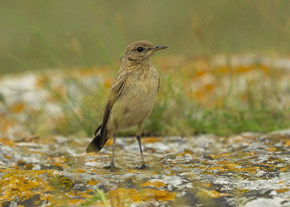 Isabellastenpikker (Oenanthe isabellina)