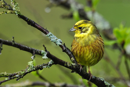 Gulspurv (Emberiza citrinella)