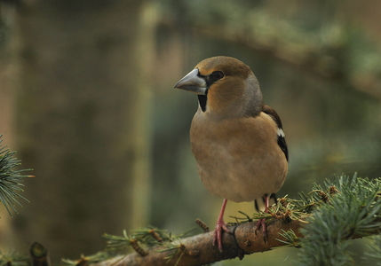 Kernebider (Coccothraustes coccothraustes)