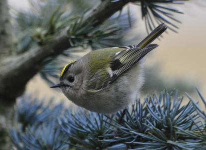  Fuglekonge (Regulus regulus)
