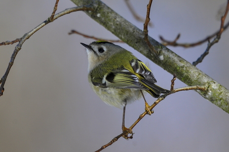 Fuglekonge (Regulus regulus)