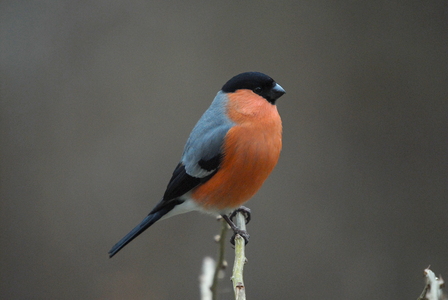 Dompap (Pyrrhula pyrrhula)