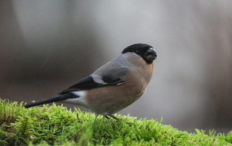 Dompap (Pyrrhula pyrrhula)