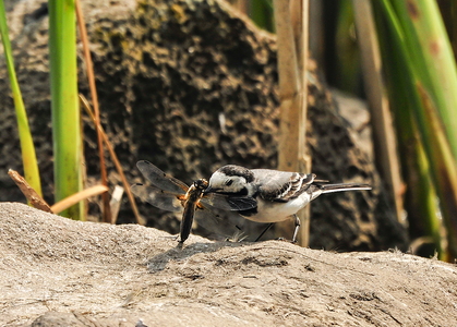  Hvid vipstjert (Motacilla alba)