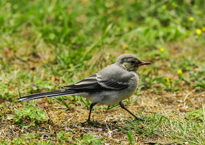  Hvid vipstjert (Motacilla alba)