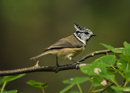  Topmejse (Lophophanes cristatus)