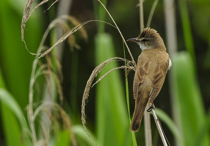 Drosselrørsanger (Acrocephalus arundinaceus)