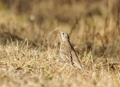  Misteldrossel (Turdus viscivorus)