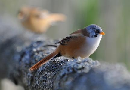 Skægmejse (Panurus biarmicus)