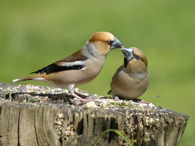 Kernebider (Coccothraustes coccothraustes)
