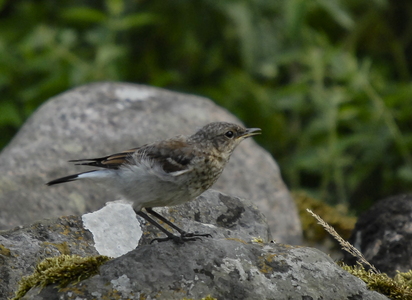 Stenpikker (Oenanthe oenanthe)