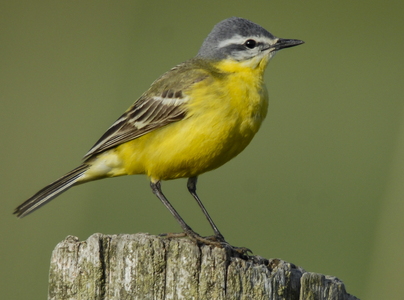  Gul Vipstjert (Motacilla flava)