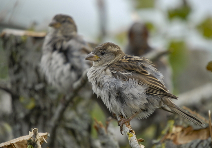  Gråspurv (Passer domesticus)