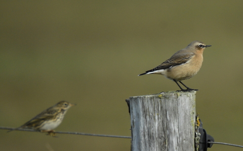  Stenpikker (Oenanthe oenanthe)